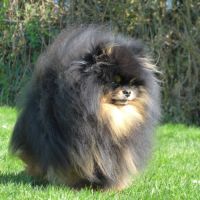 Saillie spitz nain #2