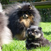 Saillie spitz nain #3