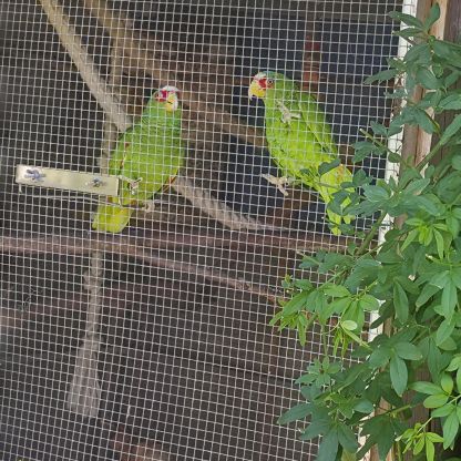 Couple d amazone a front blanc