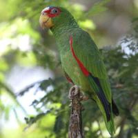 Couple d amazone a front blanc