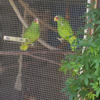 Couple d amazone a front blanc