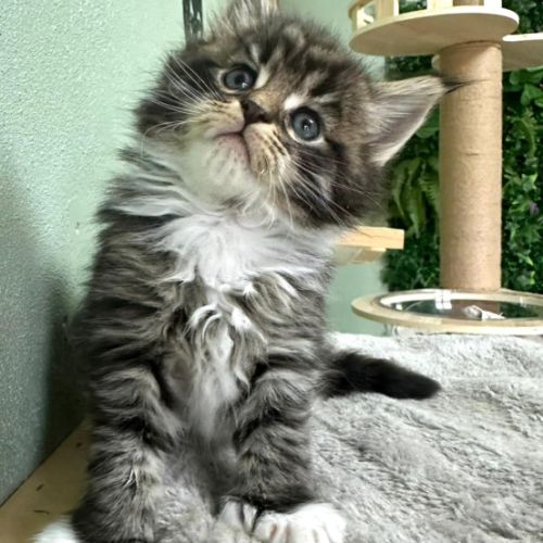 Magnifiques chatons maine coon polydactiles #0