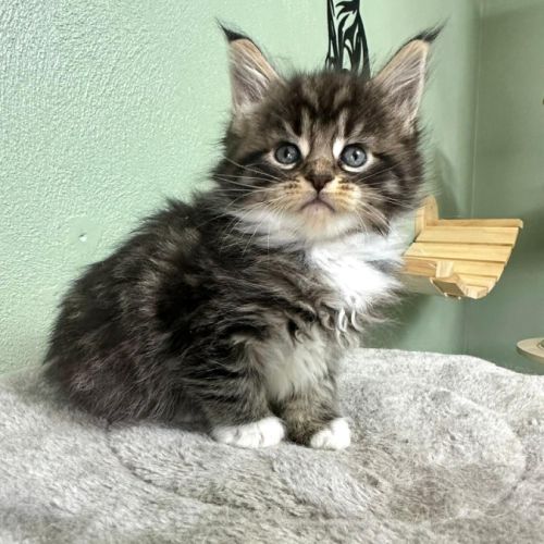 Magnifiques chatons maine coon polydactiles #4