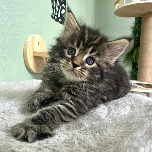 Magnifiques chatons maine coon polydactiles #5