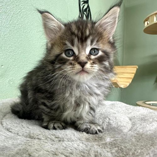 Magnifiques chatons maine coon polydactiles #7