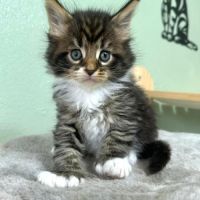 Magnifiques chatons maine coon polydactiles #2