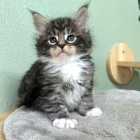 Magnifiques chatons maine coon polydactiles #3