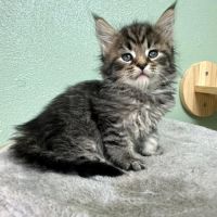 Magnifiques chatons maine coon polydactiles #6