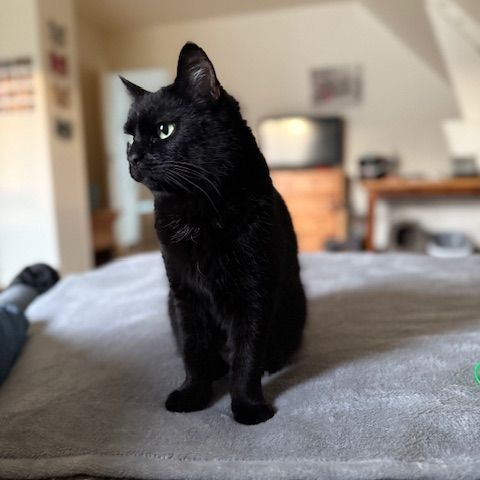 Flow-adorable minette