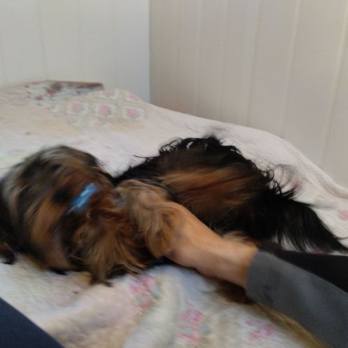 Magnifique yorkshire très affectueux #1