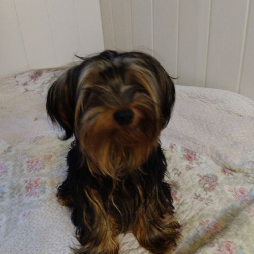 Magnifique yorkshire très affectueux #2