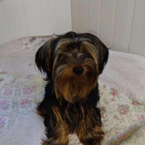 Magnifique yorkshire très affectueux #0