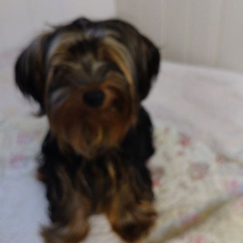 Magnifique yorkshire très affectueux #4