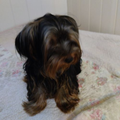 Magnifique yorkshire très affectueux #5