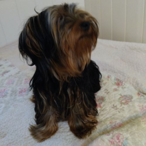 Magnifique yorkshire très affectueux #6