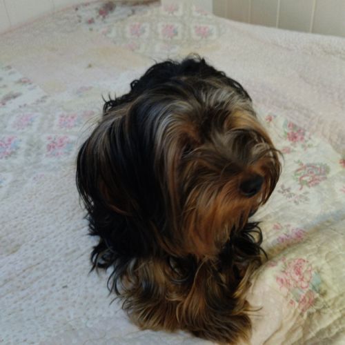 Magnifique yorkshire très affectueux #8