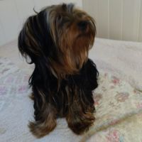 Magnifique yorkshire très affectueux #6