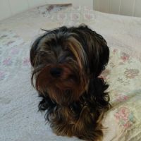 Magnifique yorkshire très affectueux #7