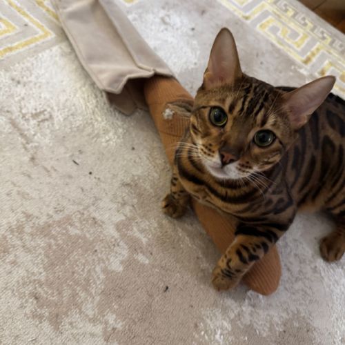 Bengal mâle de 3 ans (paris) à l’adoption #0