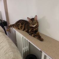 Bengal mâle de 3 ans (paris) à l’adoption #1