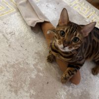 Bengal mâle de 3 ans (paris) à l’adoption