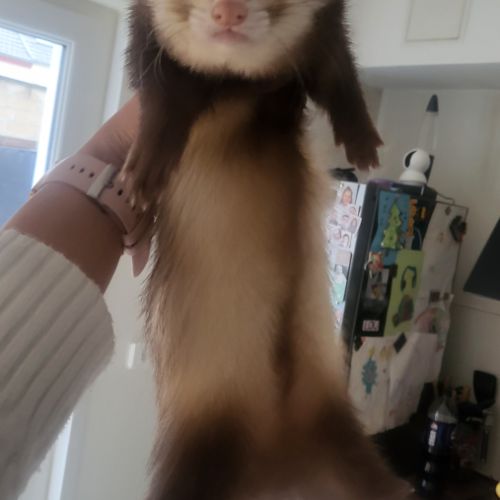 Furets male et femelle