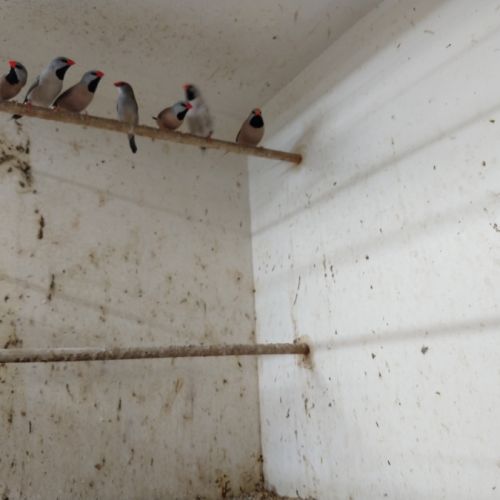 Bavette longue queue et ruficauda #1