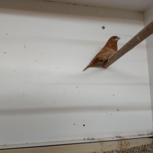 Bavette longue queue et ruficauda