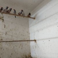 Bavette longue queue et ruficauda #1