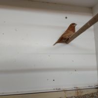 Bavette longue queue et ruficauda #0