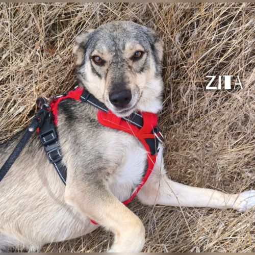 Zita se trouve dans un refuge en ukraine #3