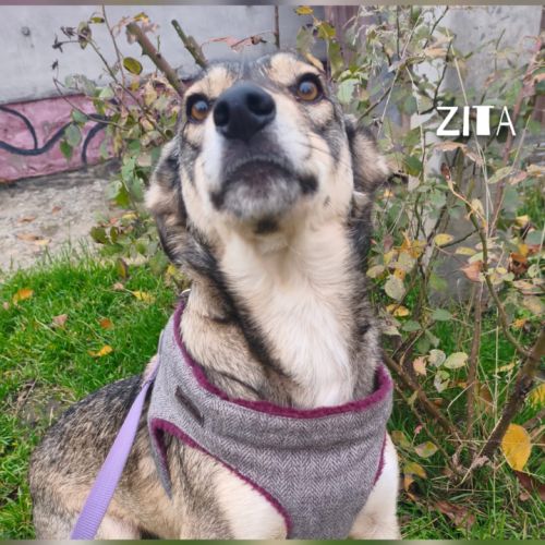 Zita se trouve dans un refuge en ukraine #5