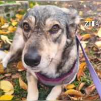 Zita se trouve dans un refuge en ukraine #0