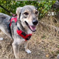Zita se trouve dans un refuge en ukraine #4