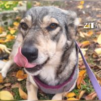 Zita se trouve dans un refuge en ukraine #6