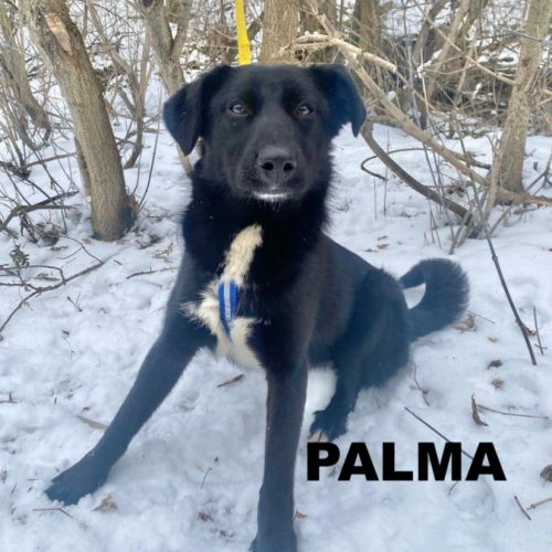 Palma se trouve dans un refuge en ukraine