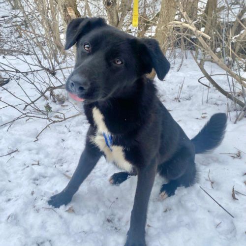 Palma se trouve dans un refuge en ukraine #4