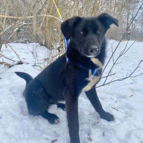 Palma se trouve dans un refuge en ukraine #5