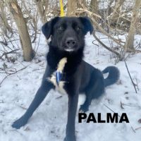 Palma se trouve dans un refuge en ukraine #0