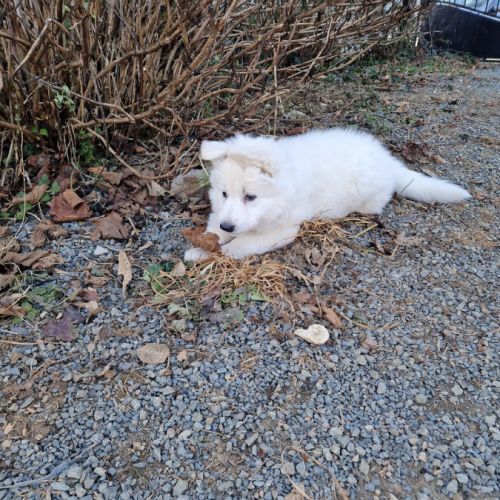 A vendre berger blanc suisse #3