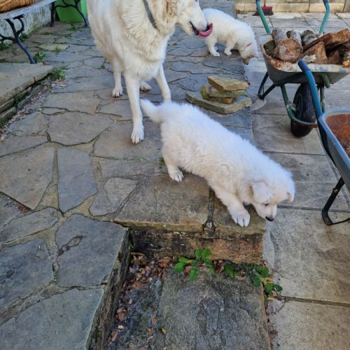 A vendre berger blanc suisse #4