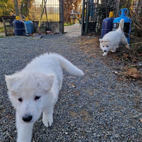 A vendre berger blanc suisse #8