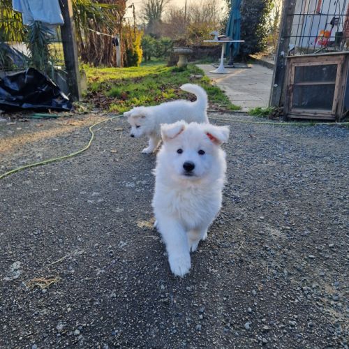 A vendre berger blanc suisse #9