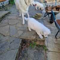 A vendre berger blanc suisse #4