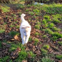 A vendre berger blanc suisse #5