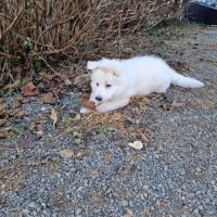 A vendre berger blanc suisse #6