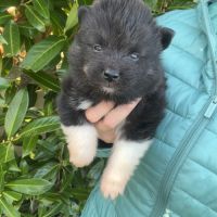 Chiot posmky à réserver