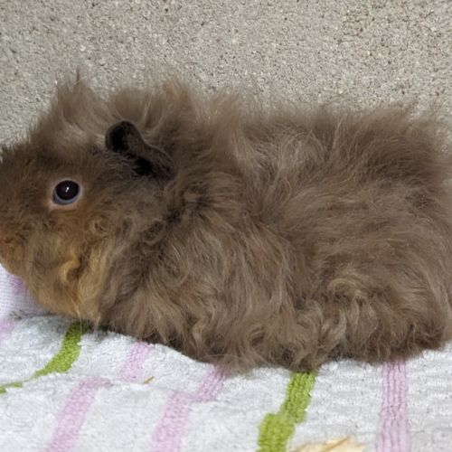 Bb cochons d'inde péruvien et alpaga femelles