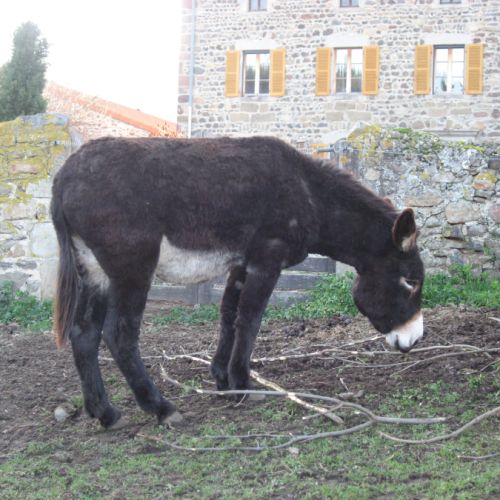 Âne des pyrénées #2