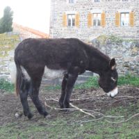 Âne des pyrénées #2